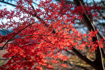Close-up red leaves during autumn season 