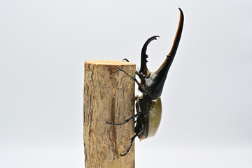 ヘラクレスオオカブト
