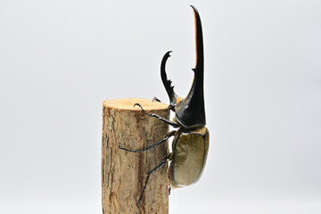 ヘラクレスオオカブト
