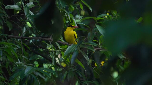 Yellow Bird (Black-naped oriole) perched on a tree in the natural forest. Evening 