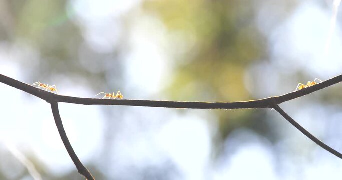 A group of ants walking on dry branches, ants working, ants looking for food.