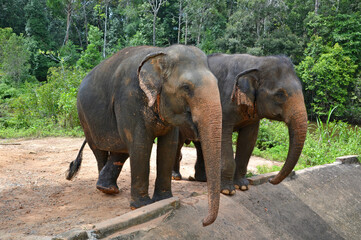 Fototapeta premium Vietnam, zoo, pair of elephants in Asia