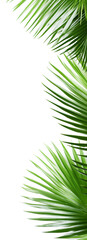 Fototapeta na wymiar Palm leaves isolated on transparent background png psd. PNG