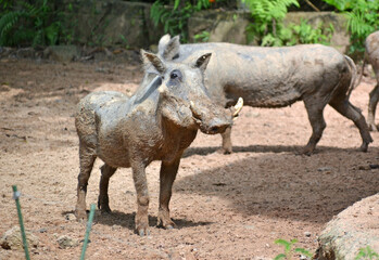 Vietnam, Phu Quoc island, safari, zoo, wild boar with tusks