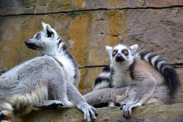 Vietnam, Phu Quoc Island, safari, zoo, striped-tailed lemur