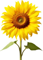 Sunflowers isolated on transparent background. PNG
