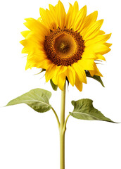 Sunflowers isolated on transparent background. PNG