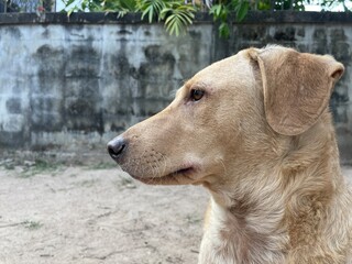Close up of brown dog face. Thai dog  in my house