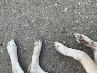 Dog's feet on concrete floor. background , wallpaper