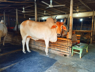 Large brown cow, indoor barn setting, metal roof, wooden structures © konok3001