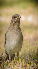 red billed hornbill