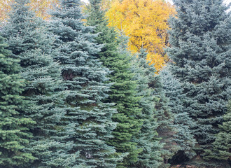 A line of beautiful pine trees in early winter. - 702047383