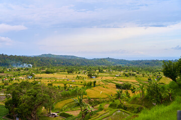 Fototapeta na wymiar Panorama of the amazing landscape of Asian rice terraces. Palm trees in a rice paddy on the island of Bali. A view of the bright green rice fields.