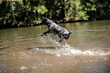 Obraz premium Blue heeler playing in a river