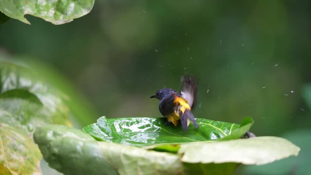 Orange bellied flowerpecker bathing on the leaf