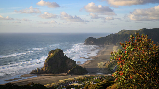 High angle view of Piha Beach with pohutukawa trees in bloom. Auckland.