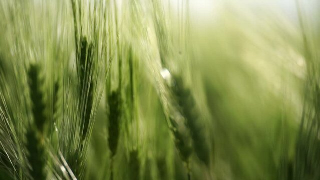 Wheat green field agriculture. The wind sways ears of barley wheat in the field, waves of crops at sunset. Agricultural business