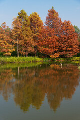 Larix laricina, commonly known as the tamarack, hackmatack, eastern, black, red or American larch in Hong Kong Wetland Park in autumn season
