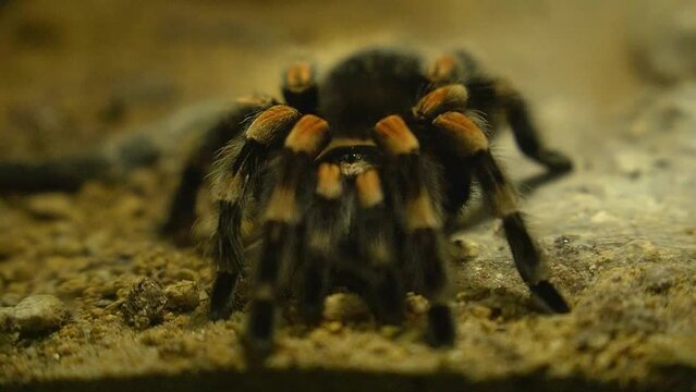 Close up of black hairy tarantula with brown stripes.