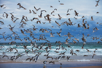 Seascape in the evening. Sunset over the sea. Seagulls flying on the beach. Atlantic ocean in the evening