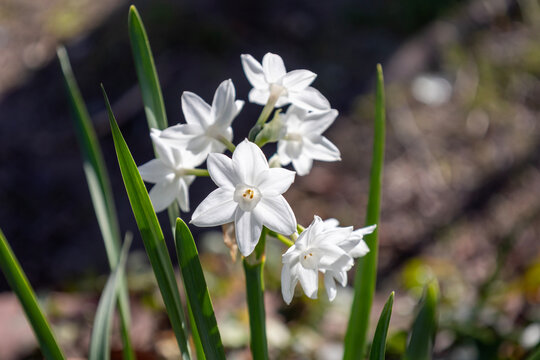 白いスイセンの花（ペーパーホワイト）