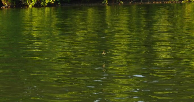 Swarm of long-tailed mayflies fly above Tisza river in June