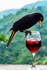 Crested Chieftain (Psarocolius decumanus)