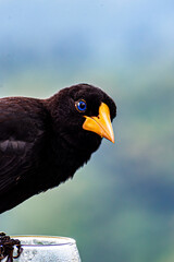 Crested Chieftain (Psarocolius decumanus)