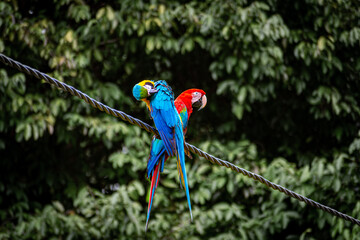 Macaw  (Ara ararauna) © Gabbo