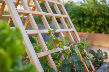 Trellises can maximize space and yield in a garden. A cedar trellis can be a beautiful additional and also provide important support to climbing and vining plants, taking advantage of vertical space