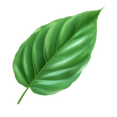 Obraz premium green leaf isolated on white