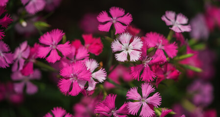Closeup and top view of pink Dianthus flower using as background natural plants in dark tone, landscape, ecology wallpaper cover page concept.