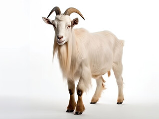 Naklejka na ściany i meble white goat on white background