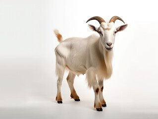 Fototapeta premium goat on white background