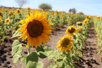 Obraz premium Campo de girasoles