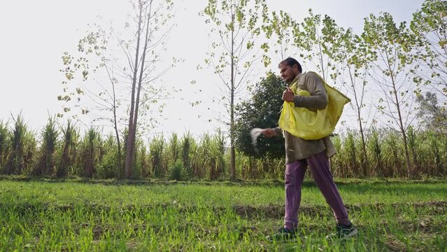 Low angle full length shot of an indian farmer walking to his farm to scatter urea or chemical fertiliser for the wheat crops in Uttar Pradesh, India. Chemical fertiliser being used on indian farm
