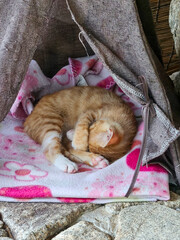 낮잠에 빠진 고양이 