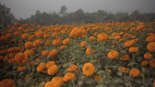 Slow motion of orange marigold flowers at valley of flowers, Khirai, West Bengal, India. Flowers are harvested here for sale. Tagetes, herbaceous plants, family Asteraceae, blooming orange marigold.