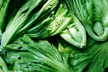 Fresh green Chinese mustard from garden.  Chinese mustard green soaked in a basin of water. Closeup Shot of Raw Chinese Mustard Greens Vegetable (Brassica Juncea). Cleaning vegetables.