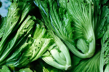 Fresh green Chinese mustard from garden.  Chinese mustard green soaked in a basin of water. Closeup...
