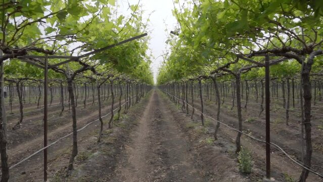 Rows of grapes plantation at grape farm