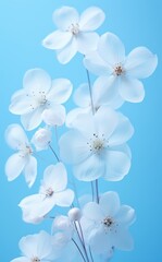 Obraz premium Close-up photo of soft blue and white flower backgrounds