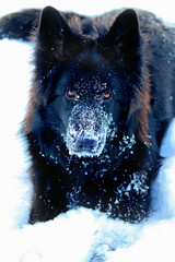 Black german shepherd dog in winter in the snow.