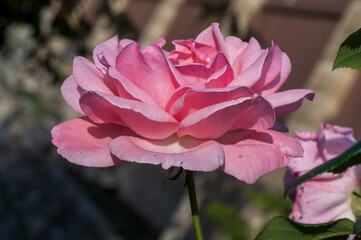 Detail of a pink rose flower.
