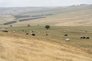 angus, wagyu and murray grey cattle in a paddock on a farm with long dry summer grass on a farm