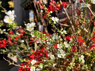 正月イメージのフラワーアレンジメント