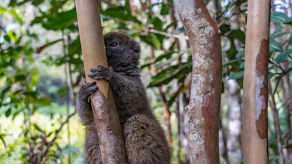 A charming little bamboo lemur Hapalemur griseus  is sitting on a tree, holding on with its paws, peeking out from behind the trunk. The soft background is a rain forest. Madagascar. Vakona Forest 
