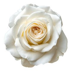 White Rose on isolated background
