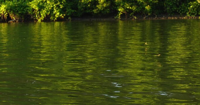 Long-tailed mayflies flying over Tisza river