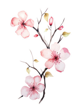 Cherry blossom invitation card design template. Watercolor cherry blossom invitation
